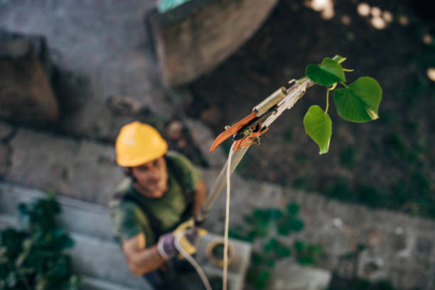 Best Arborist Consultation Services  in Middletown, OH